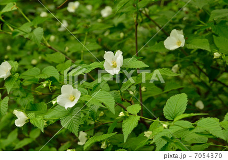 樹木・シロヤマブキ　バラ科 7054370