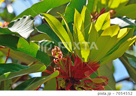 樹木・ユズリハ ユズリハ科 樹木・ユズリハ ユズリハ科 7054552