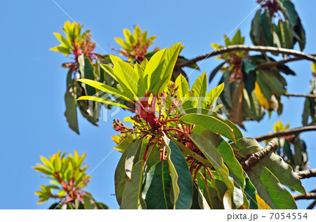 樹木・ユズリハ ユズリハ科 樹木・ユズリハ ユズリハ科 7054554