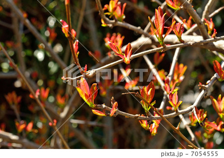 樹木・ザクロ ザクロ科 樹木・ザクロ ザクロ科 7054555
