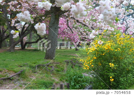 春爛漫 春爛漫 7054658