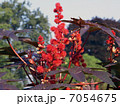 リシン　トウゴマ　ひまし油　有毒植物　猛毒 7054675