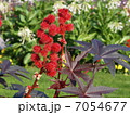 リシン　トウゴマ　ひまし油　有毒植物　猛毒 7054677