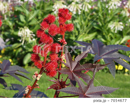 リシン トウゴマ ひまし油 有毒植物 猛毒の写真素材