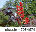 リシン　トウゴマ　ひまし油　有毒植物　猛毒 7054679