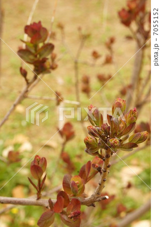 スモークツリーの花芽 7055152