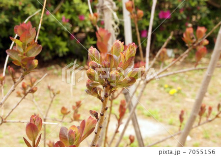 スモークツリーの花芽 7055156