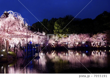 平安神宮の枝垂桜　夜景 7055191