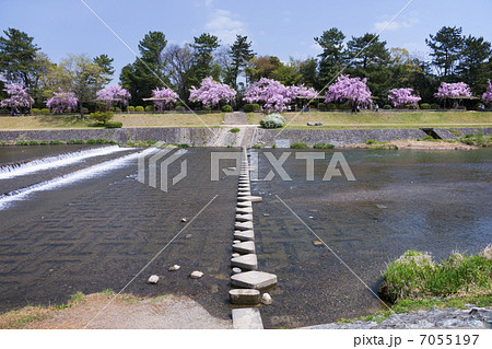 京都　鴨川　半木の道（なからぎのみち）　桜 7055197