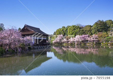 平安神宮の枝垂桜 平安神宮の枝垂桜 7055198