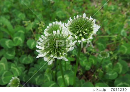 クローバーの花 クローバーの花 7055230