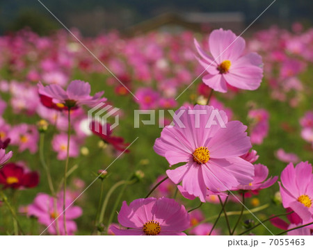 コスモス 7055463