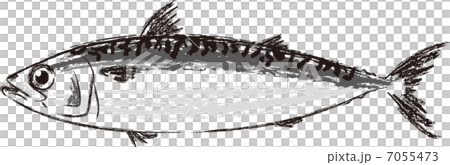  mackerel 7055473