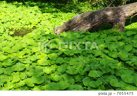 柿田川のフキ群落 柿田川のフキ群落 7055475