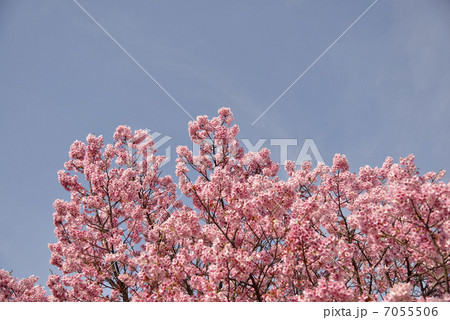 陽光桜 陽光桜 7055506