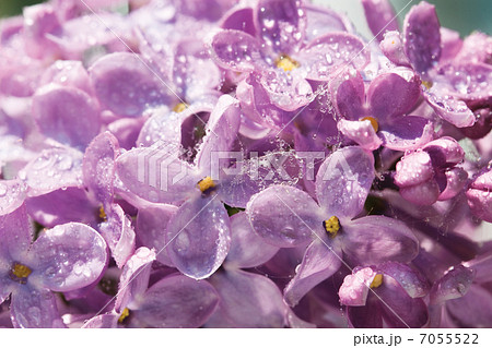 beautiful flowers of a lilac with rain drops beautiful flowers of a lilac with rain drops 7055522