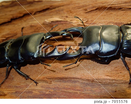 オオクワガタ同士の戦い オオクワガタ同士の戦い 7055576