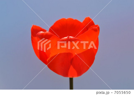 赤いチューリップ　白背景 7055650