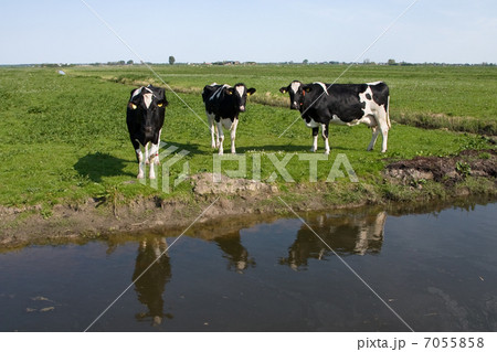 Three cows in a Dutch polder Three cows in a Dutch polder 7055858