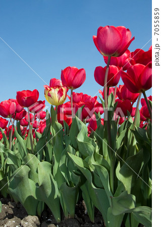 Tulip field (The Netherlands) 7055859
