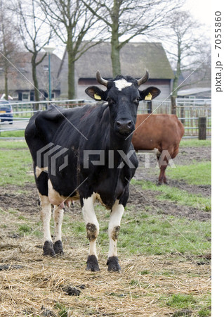 Dutch cow 7055860