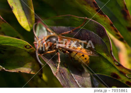 European hornet 7055861