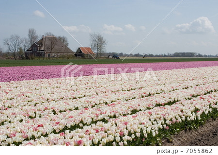 Tulip field (the Netherlands) Tulip field (the Netherlands) 7055862
