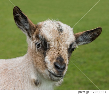 Portrait of a juvenile goat 7055864