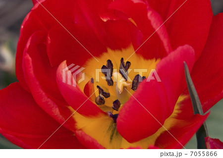 Tulip field (The Netherlands) 7055866