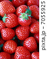 イチゴ 7055925