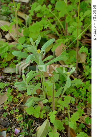 植物・ハハコグサ　キク科 7055969