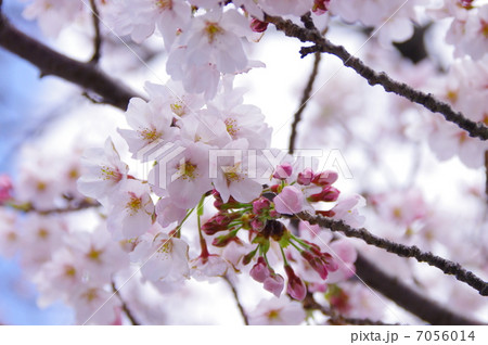 満開の桜 満開の桜 7056014