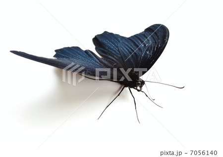 ナガサキアゲハのオス　白バック 7056140