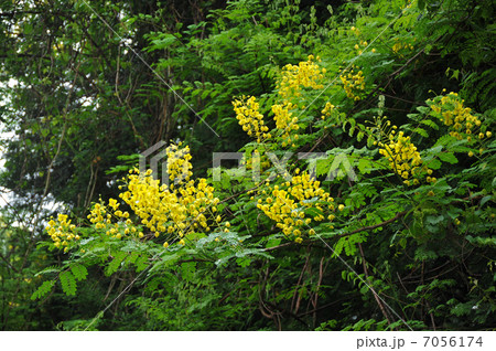 ジャケツイバラ ジャケツイバラ 7056174