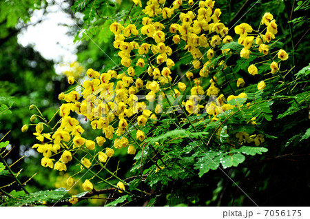 ジャケツイバラ ジャケツイバラ 7056175