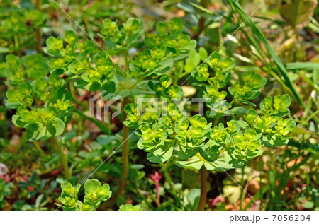 植物・トウダイグサ トウダイグサ科 植物・トウダイグサ トウダイグサ科 7056204