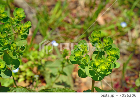 植物・トウダイグサ トウダイグサ科 植物・トウダイグサ トウダイグサ科 7056206