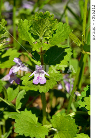 植物・カキドオシ シソ科 植物・カキドオシ シソ科 7056212