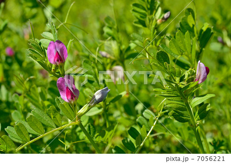植物・カラスノエンドウ マメ科 植物・カラスノエンドウ マメ科 7056221