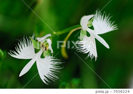 サギソウ 7056224