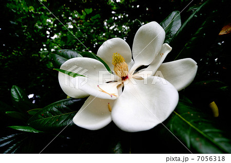 タイサンボク 7056318