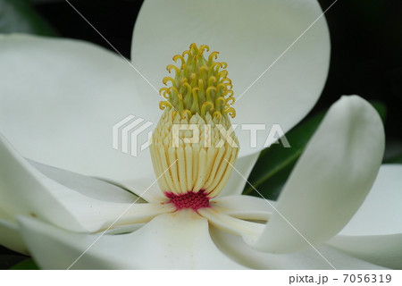 タイサンボク 7056319