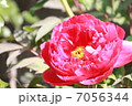 牡丹 7056344
