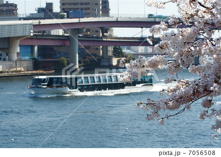 隅田川 桜越しのフェリー 7056508