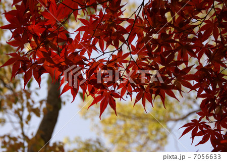 新緑と紅葉 7056633