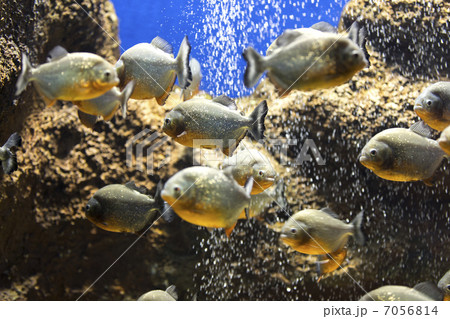 山の水族館 7056814