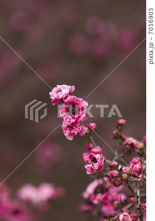 ギョウリョウバイ ギョウリョウバイ 7056905