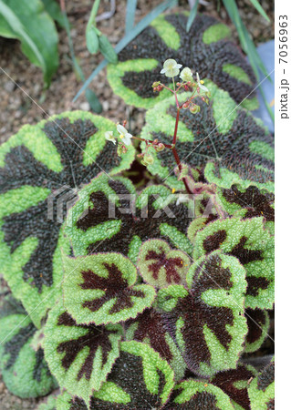 ベゴニア・マソニアナ花と葉 7056963