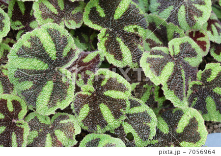 ベゴニア・マソニアナの葉 7056964