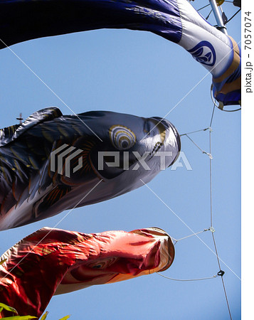 子供の日イメージ~鯉のぼり~ 子供の日イメージ~鯉のぼり~ 7057074